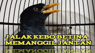 jalak kebo betina memanggil jantan pas untuk memancing bunyi jalak kebo bahan ataupun yg malas bunyi [upl. by Magas]