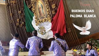 BUENOS DIAS PALOMA BLANCA  LOS LIRICOS JR EN VIVO 2019 [upl. by Gorman]