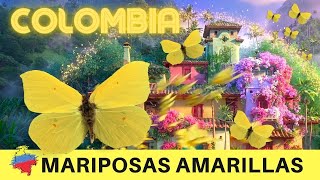 🦋 ENCANTO MARIPOSAS AMARILLAS 💛 💙 ❤️ ¿SON lo que PIENSAS [upl. by Way]