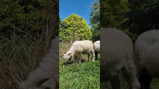 ASMR Valais Blacknose Sheep Enjoying Spring 1 year old [upl. by Livia]