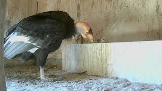 13th Endangered Condor Chick Breaks Zoo Hatch Record [upl. by Eiwoh659]