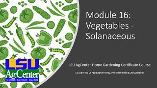 Module 16 Solanaceous Vegetables [upl. by Inavihs]