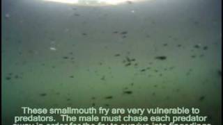 Smallmouth Bass Spawning and Guarding Fry [upl. by Melodee815]