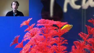 Glofish tetra Information and care [upl. by Ataga]