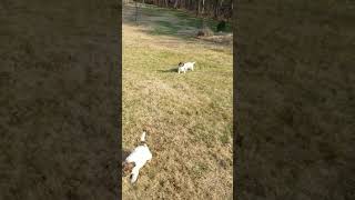 Lagotto Romagnolo puppies [upl. by Mariam]