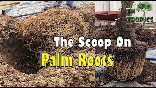 The Scoop on Palm Tree Roots [upl. by Kavanagh]