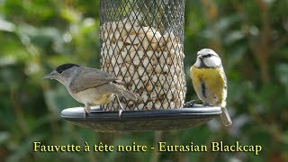 4K  Fauvette à tête noire  Eurasian Blackcap [upl. by Dnalrah]