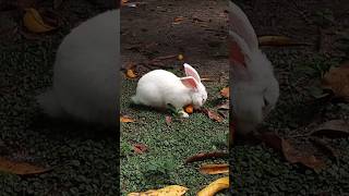 CONEJO COMIENDO MANGO birds fauna domino viral [upl. by Elmira]