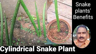 Cylindrical Snake PlantSnake PlantsBenefits of Snake plants [upl. by Babby]