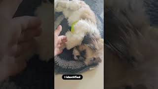 She is a babbyy 🥰😘🐶 puppyvideos shihtzupuppies shihtzus dogsofyoutube dogshorts traveller [upl. by Meingolda741]