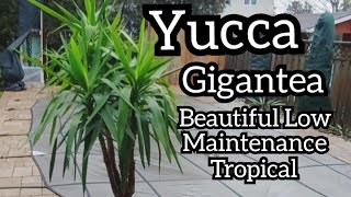 Yucca Gigantea [upl. by Assiron121]