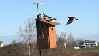 Intraspecific Competition for Tree Swallow Boxes Increases as More Birds Arrive [upl. by Ytima]