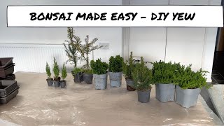 Bonsai Made Easy  DIY Yew [upl. by Panter161]