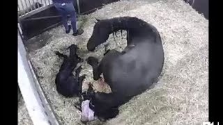 Birth of Friesian horse filly Lianne fan e Goëngamieden [upl. by Premer]