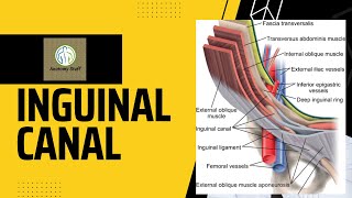 Inguinal Canal Anatomy [upl. by Noland]