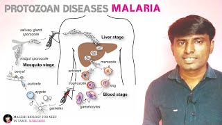 Malaria  Life cycle of Plasmodium  Class 12  Neet  TRB [upl. by Nonnahs]