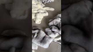 The fur raw materials have arrived recently furcoat foxfurcoat wholesale winterfashion [upl. by Ainedrag722]