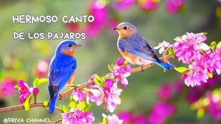 HERMOSO CANTO DE PAJAROS RELAJACION LA MUSICA BENEFICIA LOS SENTIDOS EN GENERAL [upl. by Peyton]