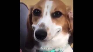 Dog Smiling Meme  Funny meme  True memer [upl. by Ayaros]