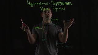 HypothalamicHypophyseal Portal System [upl. by Mort972]