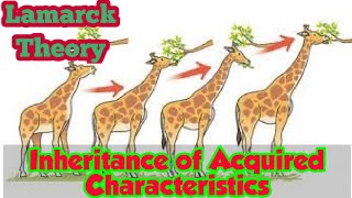 Inheritance Of Acquired Characteristics Lamarck Theory  Biology 12  Chapter 24 Lec4 [upl. by Anuahc]