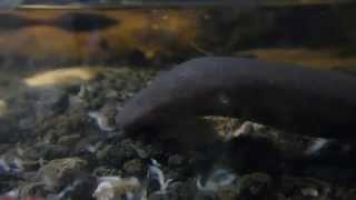 Twotoed Amphiuma [upl. by Rhianna]