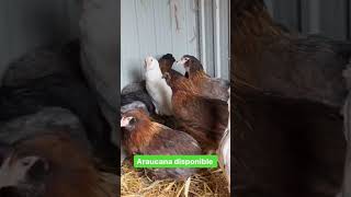 ￼￼Les poule pondeuses et les poules d’ornement sont disponibles dans l’élevage contact au 0786414246 [upl. by Ehsiom745]