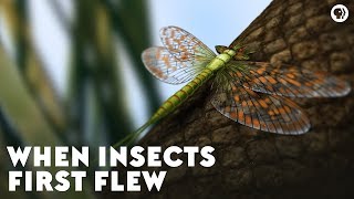 When Insects First Flew [upl. by Anilecram]