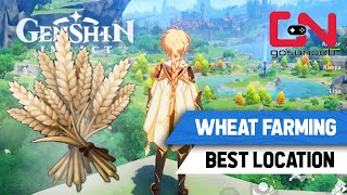 Genshin Impact Best Wheat Farming Spot Springvale  Wheat Location [upl. by Rolanda]