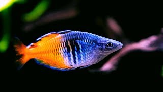 Boesemani Rainbowfish  Amazing Freshwater Aquarium Fish [upl. by Mab]