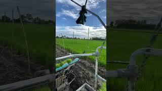 rice planting machine [upl. by Cookie]