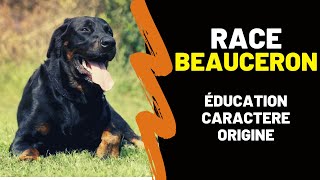 Race de chien Beauceron  Caractère Prix Education Histoire Inconvénients Qualités Arlequin [upl. by Kirwin]