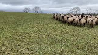 LOT 3  BOB  7224 Farmers Marts Dolgellau Online Sheepdog Auction [upl. by Etteluap]