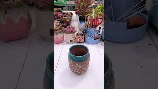 Repotting succulents gardening shortvideo indoorgardening nature plants houseplants farming [upl. by Lida]