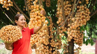 Harvesting BON BON Fruit Go To Market Sell  Gardening Farming Raising Chickens Ducks  Cá Thị Ly [upl. by Estelle164]