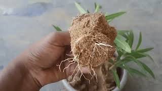 oleander plant propagation by cuttings [upl. by Walford]