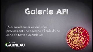 Galerie API [upl. by Thirion836]