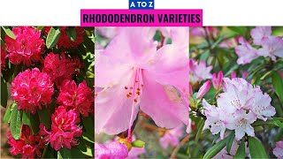 Rhododendron Varieties A to Z [upl. by Elleunamme]