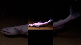 Facts The DeepSea Lizardfish Bathysaurus shorts [upl. by Dorin]