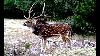 Axis Deer amp Blackbuck Antelope Summer 2018 Starry Night Ranch [upl. by Fradin]