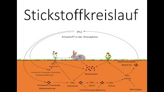 Stickstoffkreislauf  Stickstoffatomkreislauf  Ökologie  Biologie Schule [upl. by Gavin]