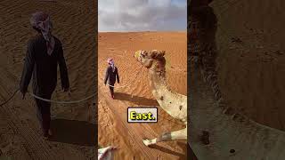 The Most INSANE Deserts on Earth [upl. by Eelaroc728]