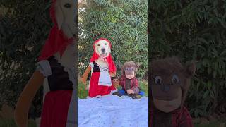 Does the big bad wolf scare you🥺 halloweencostumes dogslife doglover dogshorts dogandbaby [upl. by Ollayos]