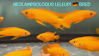 Neolamprologus leleupi 🇩🇪 bred [upl. by Jessica]