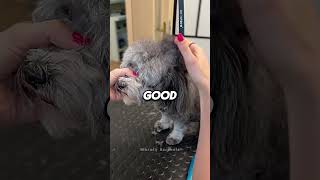 Dont Make This Mistake When You Cut Your Dogs Fur dogroomingstudio [upl. by Dorran]