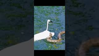 bird vs snake fighting [upl. by Niven]