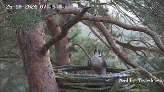 Trzebież PL  Female Bosonoga with visit in nest invited Forest departure  2024 10 25 07 47 [upl. by Sesmar852]