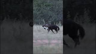 Rare animal on Safari  Marataba Luxury Lodges  wildlife hyena [upl. by Ateval]