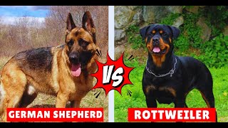 German Shepherd vs Rottweiler Ultimate Showdown  Who Will Reign Supreme [upl. by Onitsuaf161]