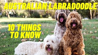 Australian Labradoodle  Top 10 Things To Know About the Australian Labradoodle Puppies and more [upl. by Trellas647]